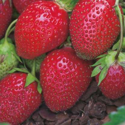 Picture of Strawberry Plants - Red Gauntlet (Main Crop) - November 2025 Delivery